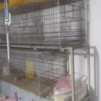 قفس هشت خان پرنده