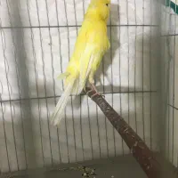 قناری ماده سوپری|پرنده|تهران, جوادیه تهرانپارس|دیوار