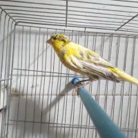 قناری نر شلاقی چمنی ابلغ پاکسازی شده در شهرضا|پرنده|شهرضا, |دیوار