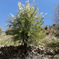 زمین شرف آباد جانبازان