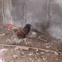 خروس