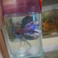 یک جفت فایتر عالی|ماهی|مشهد, هفده شهریور|دیوار