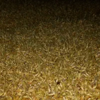 جوانه گندم تازه براسمنو