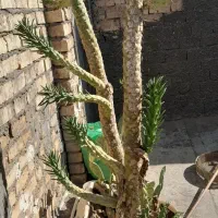 کاکتوس غول پیکر|گل و گیاه طبیعی|قم, امامزاده ابراهیم|دیوار