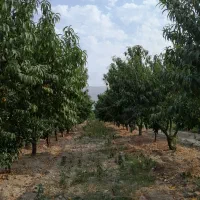 فروش ۲۹۰۰متر باغ هلو و پرتقال خونی با چاه اب و برق|فروش زمین و ملک کلنگی|نوکنده, |دیوار