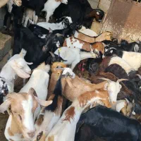 کهره نر و بز با قصابی خود بندرعباس