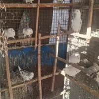 کفتر|پرنده|پردیس, شهرک صنعتی خرمدشت فاز ۷|دیوار