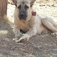 واگذاری توله سرابی