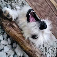 سگ شیتزو|سگ|نوشهر, |دیوار