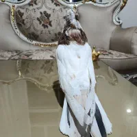 کبوتر نقابی|پرنده|کرمانشاه, |دیوار