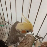 پرنده عروس هلندی|پرنده|تاکستان, |دیوار