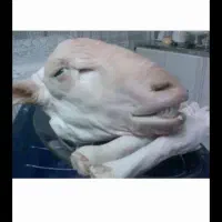 تمیز کردن کله پاچه و پاچه گاومیش