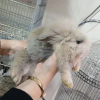 ۳ تا خرگوش (لوپ)