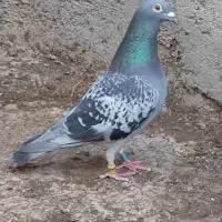 پلاکی