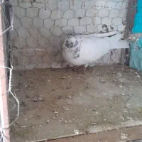 کفتر پرشی|پرنده|مبارکه, |دیوار