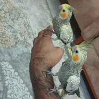 جوجه عروس هلندی گلباقالی|پرنده|پاکدشت, پاکدشت (مامازند)|دیوار