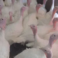 بوقلمون بیوتی