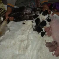 خرگوش بزرگ و کوچیک|موش و خرگوش|زاهدان, |دیوار