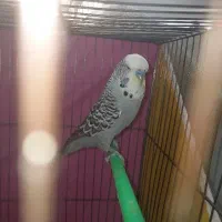 مرغ عشق انگلیسی|پرنده|مشهد, آبکوه|دیوار