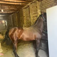 کره اسب نریان درجه ۱|اسب و تجهیزات اسبسواری|شازند, |دیوار