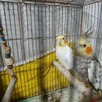 عروس هلندی