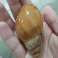 حلزون 7 سانتی