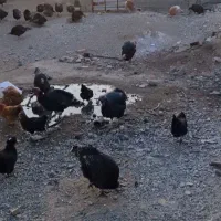 بوقلمون برنز نر و ماده