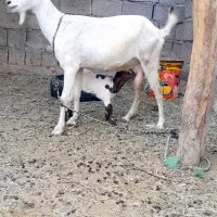 ۲عدد بز پاکستانی جوان  همراه با کهره نر و ماده