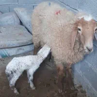 میش بابره نرشکم اول