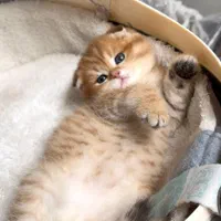 فروشگاه گربه ها ( پرشین / اسکاتیش /بریتیش) گوگولی