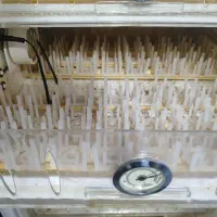 دستگاه جوجه کشی گرین کاکس|لوازم جانبی حیوانات|شاهرود, |دیوار