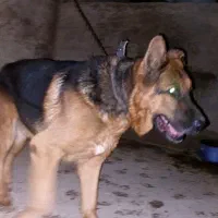 سگ ژرمن شیب دار