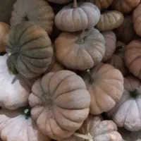 کدو محلی شیرین|خوردنی و آشامیدنی|رشت, پارک شهر|دیوار