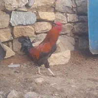 خروس|حیوانات مزرعه|سارال, |دیوار