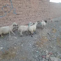 میش دم شلال رفسنجانی اوست و شیرا زرند