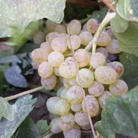 باغ انگور در روستای اژدهاتو|فروش دفتر صنعتی، کشاورزی، تجاری|زنجان, |دیوار