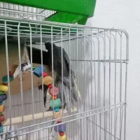 عروس هلندی جفتی مولد|پرنده|شیراز, باغ تخت|دیوار