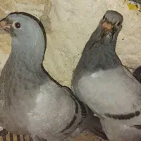 کبوترمسافتی|پرنده|بستان آباد, |دیوار