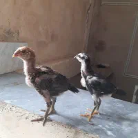 فروش‌سه‌عدد‌جوجه‌لاری‌اصیل‌افغان