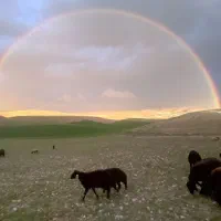 دوغ بز محلی