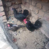 مرغ و خروس|حیوانات مزرعه|ساوه, |دیوار