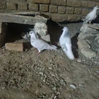 کبوتر