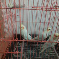 عروس هلندی لوتینو