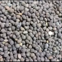 دان پرندگان قره ماش گندم ارزن کبوتر