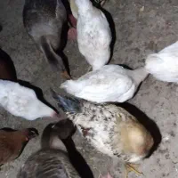 غاز|پرنده|زند, |دیوار