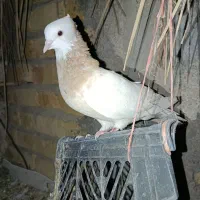 خوشرنگ و طوقی|پرنده|جره و بالاده, |دیوار