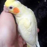 هروس هلندی گمشده