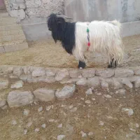 بهده روزگاری