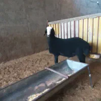 بره قوچ سیاه شال|حیوانات مزرعه|تاکستان, |دیوار