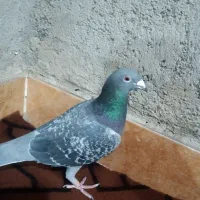 کبوتر نرمگس|پرنده|نیمروز, |دیوار